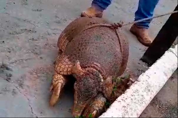 Moradores de Pindaíbas são surpreendidos com tatu gigante; ele foi resgatado e solto