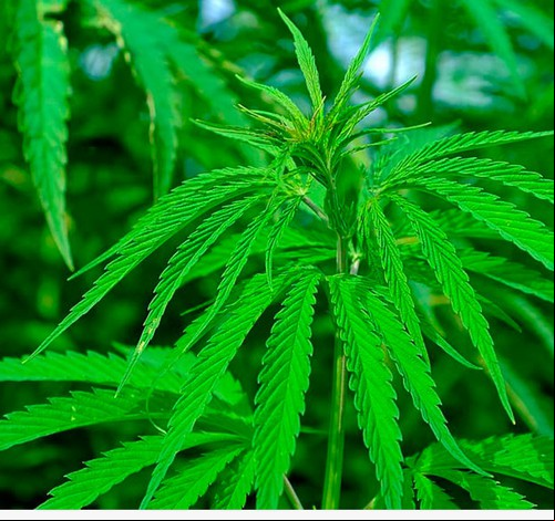 Homem é condenado pelo cultivo de 46 pés de maconha na cidade de Tiros
