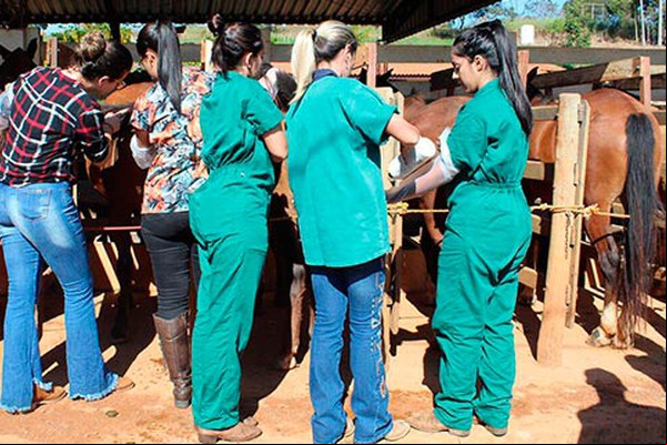 Patos de Minas tem 1º curso de Palpação, ultrassonografia e Inseminação Artificial em éguas