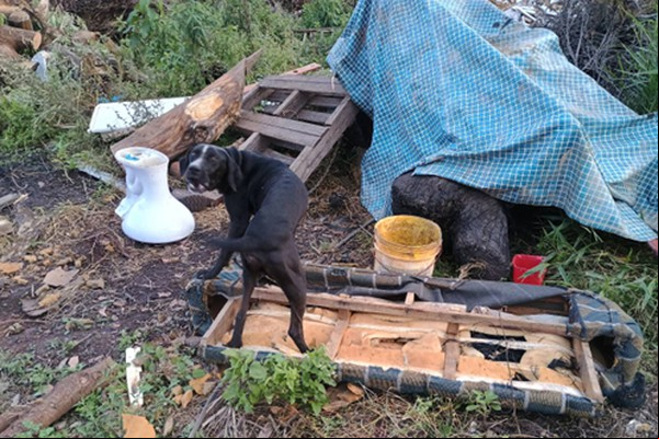 Polícia encontra cães e gatos sem comida e feridos e idoso acaba preso em Patos de Minas