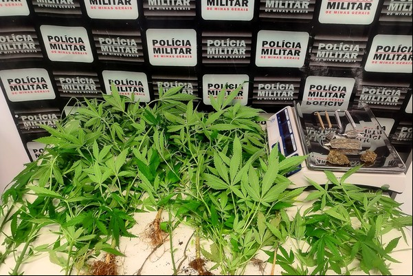 Polícia Militar prende 4 jovens com 18 pés de maconha em Patrocínio