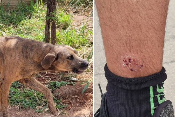 Ciclista precisa receber atendimento médico após ser atacado por cão de grande porte, em Patos de Minas