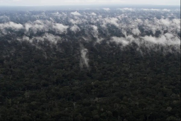 Emissão de gases do efeito estufa por queimadas na Amazônia cresce 60%