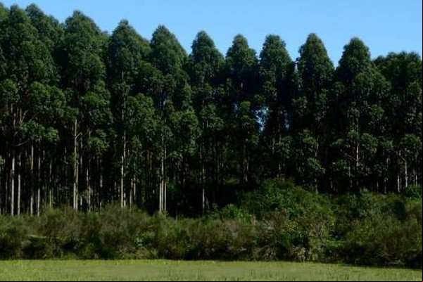 Agro mineiro exporta 12,1 milhões de toneladas e soma US$ 10,7 bilhões de janeiro a setembro