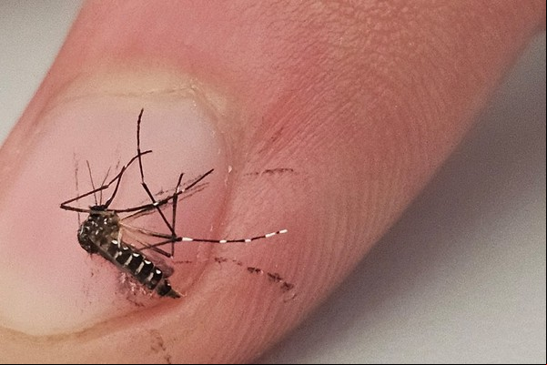 Levantamento aponta queda na infestação do Aedes Aegypti, mas índice ainda requer cuidados