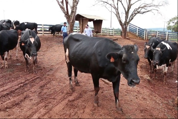 Leite produzido na Fazenda Experimental do Unipam é premiado em 1º lugar pela qualidade