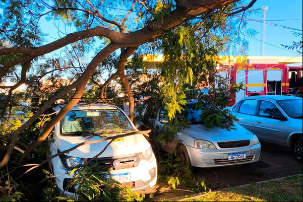 Galho de árvore de grande porte despenca sobre carros e a rede elétrica da Ceasa de Patos de Minas