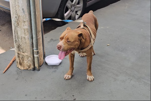 Pitbull solto em plena avenida Brasil assusta transeuntes que cobram providências