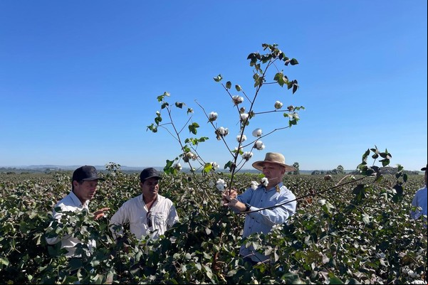 Dia de Campo 2024 celebra os 25 anos da Associação Mineira dos Produtores de Algodão