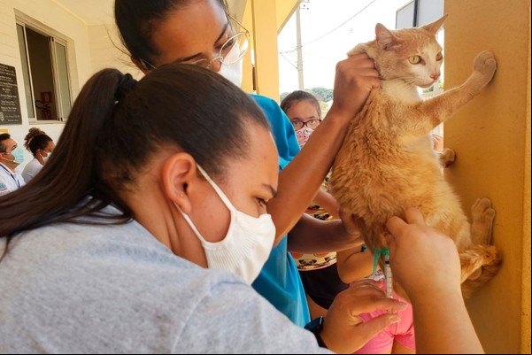 Centro de Zoonoses de Patos de Minas inicia a vacinação de cães e gatos no perímetro urbano