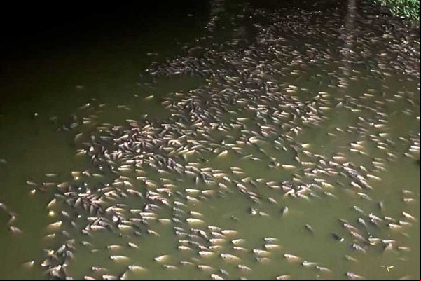 Moradores denunciam mortandade de peixes em lagoa poluída, em Varjão de Minas