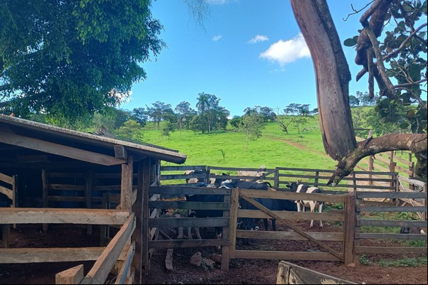 Polícia Militar impede furto de gado e prende 4 homens em Patrocínio e Patos de Minas