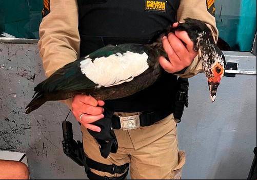Jovens que capturaram pato na Lagoa Grande e tentaram vendê-lo nas ruas de Patos de Minas vão responder na justiça