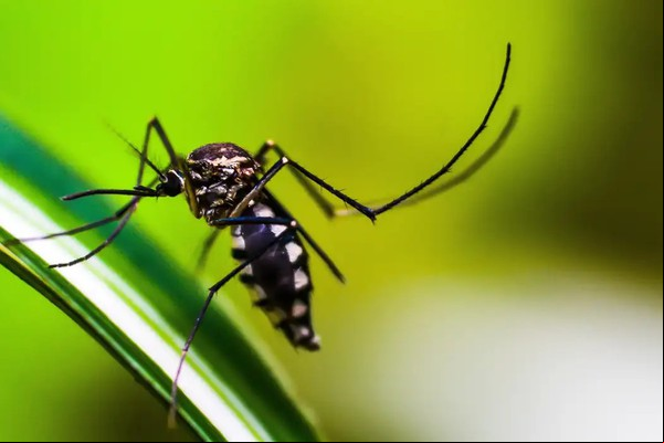 Ministério da Saúde quer incorporar vacina contra chikungunya ao SUS