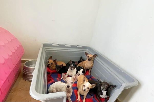 Prefeitura recolhe mais de 40 cães de canil clandestino e multa proprietário em R$ 8 mil