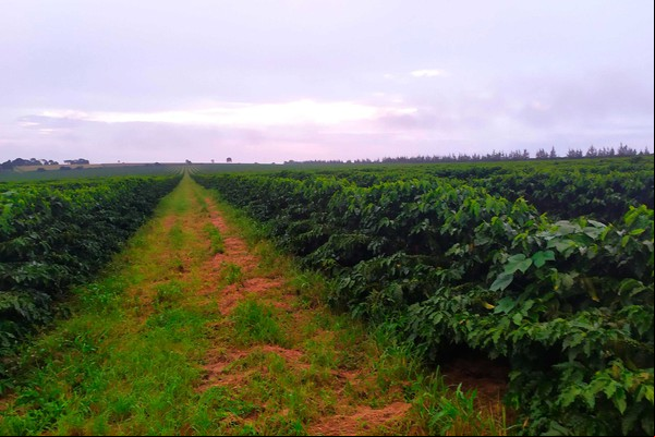 “Da Semente à Xícara”; UFU Patos de Minas promove Workshop sobre cafeicultura amanhã