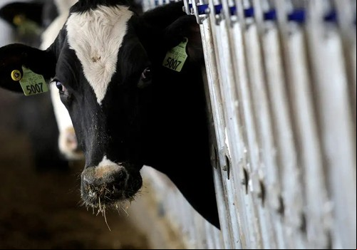 País recebe status internacional como livre de febre aftosa sem vacina