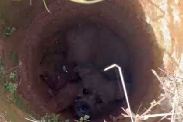 Cãozinho cai em buraco de 4 metros e é resgatado pelo Corpo de Bombeiros