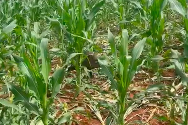 Javalis avançam sobre roças e produtores não sabem o que fazer em Patos de Minas
