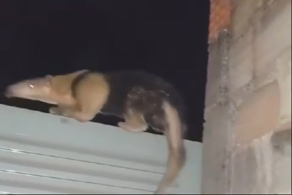 Moradores auxiliam Tamanduá Mirim que invadiu casa e ficou preso em Lagamar