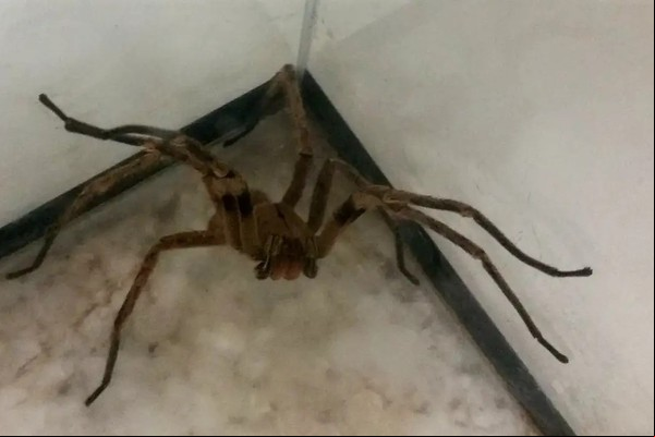Picadas de aranhas são segunda causa de envenenamento no país