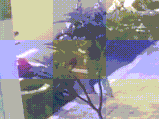 Imagens mostram ladrão furtando moto em pleno Centro de Patos de Minas e professora pede ajuda para encontrá-la